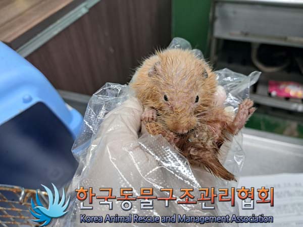 종료(자연사) 햄스…